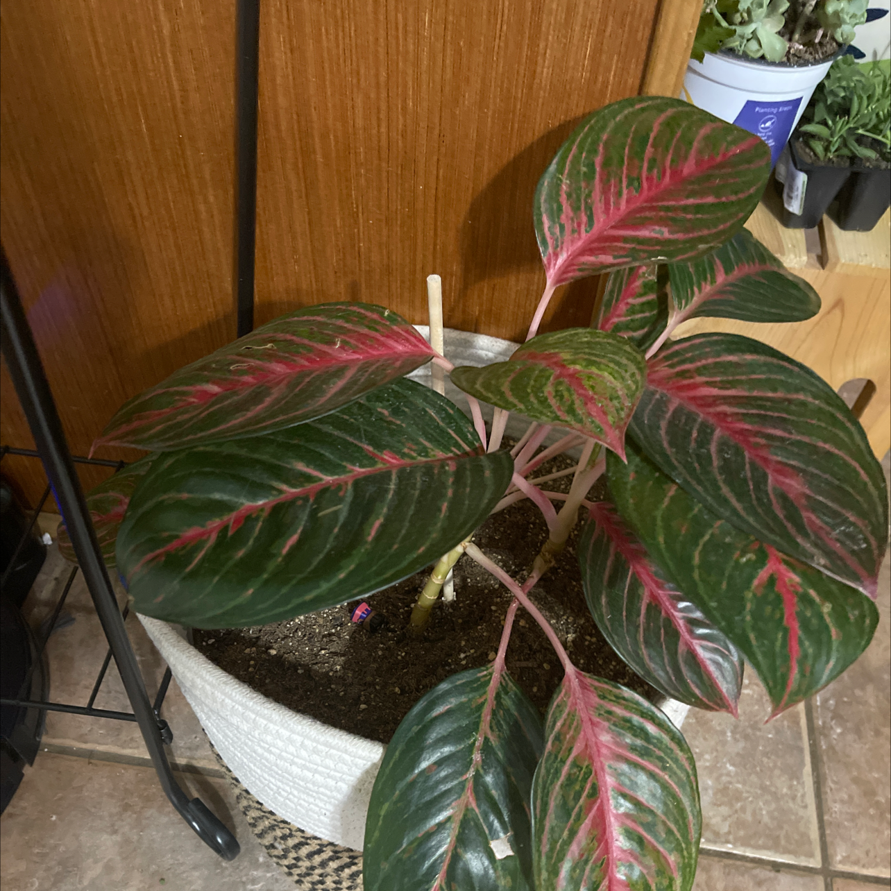 Healthy Chinese Evergreen plant with vibrant red and green variegated leaves in a white ceramic pot.