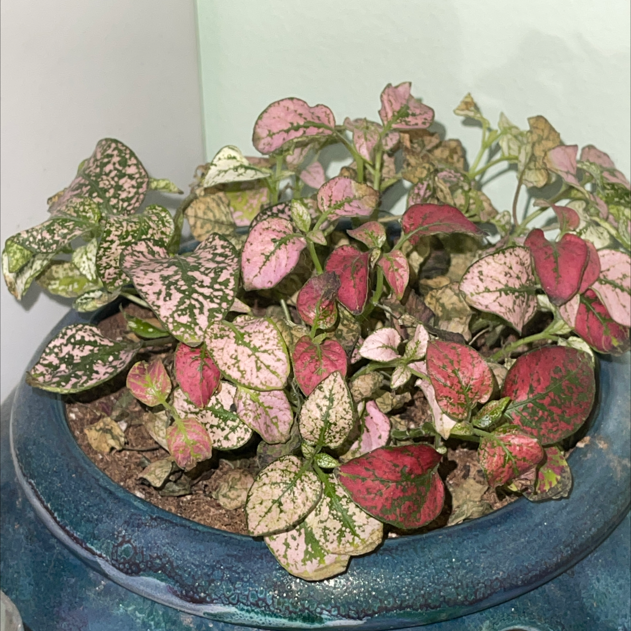 A healthy, mature Polka Dot Plant with dense pink and green mottled foliage in a blue ceramic pot.