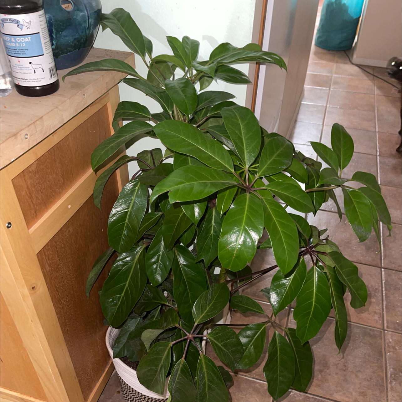 A healthy, thriving Umbrella Tree plant with glossy green leaves arranged in an umbrella-like pattern, potted in a white ceramic pot.