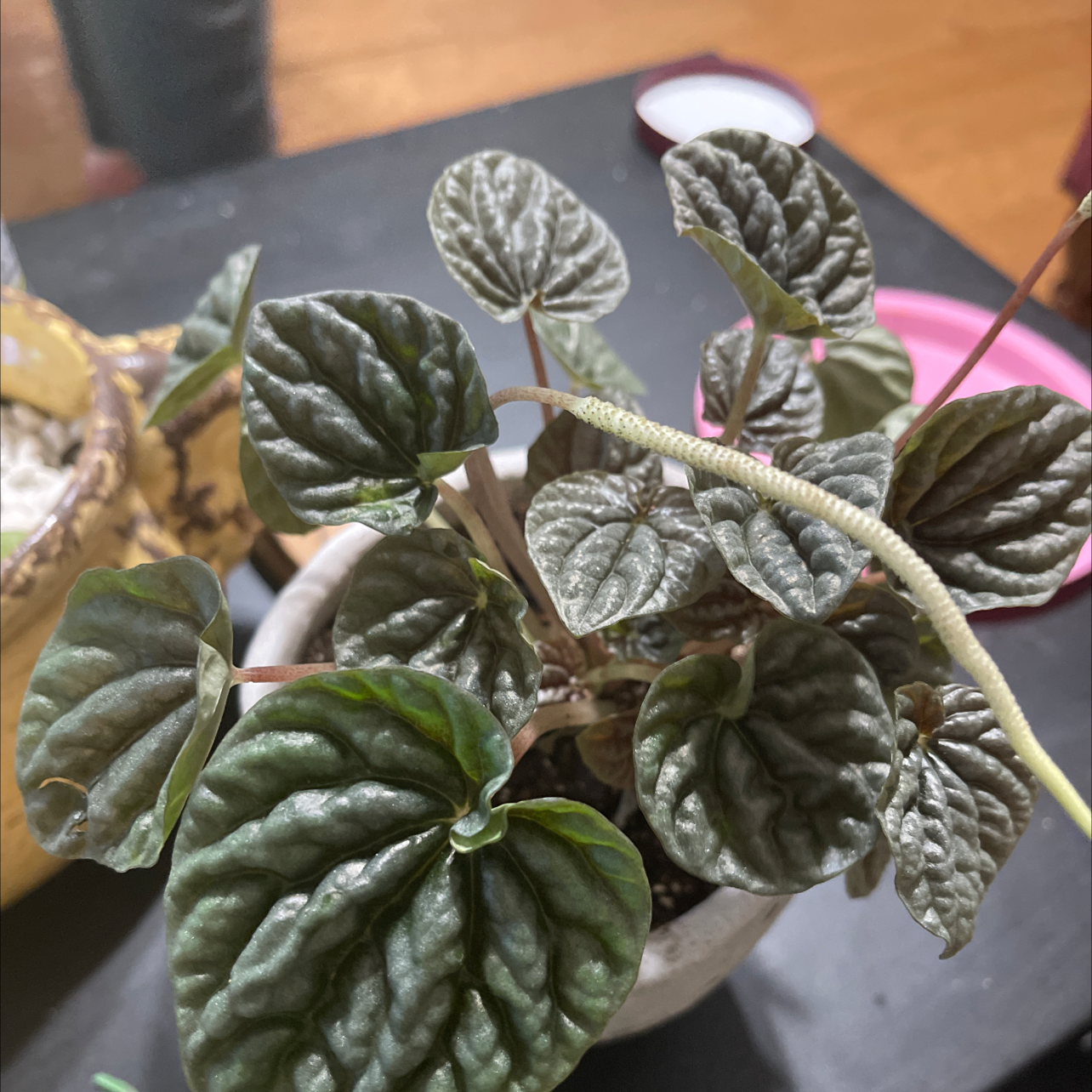 Emerald Ripple Peperomia plant in a pot with healthy leaves.