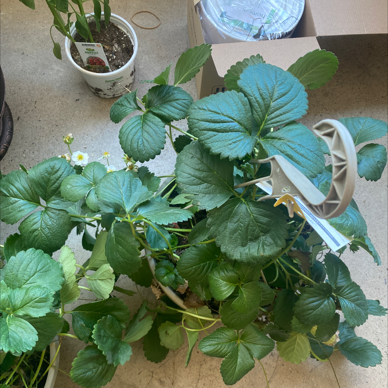 Photo of the plant species California Strawberry by @strawberrybutts named you cannot advance 2.0 on Greg, the plant care app