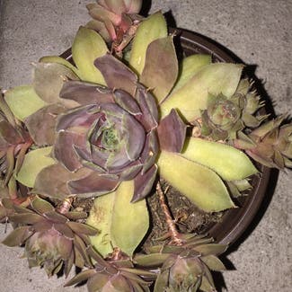 Hens and Chicks plant in Wantagh, New York