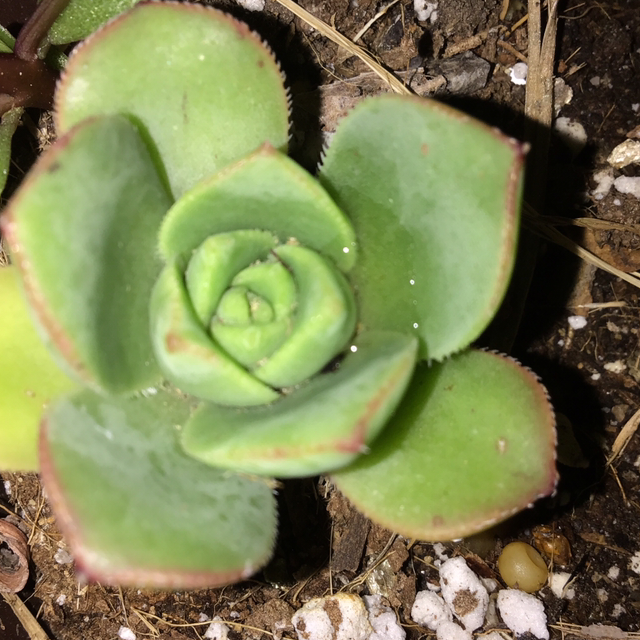 Haworth's Aeonium plant photo by Deirdre named James Dean on Greg, the plant care app.