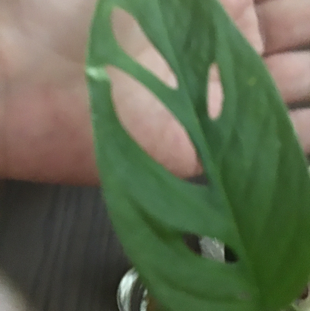 Window Leaf plant photo by Deirdre named Mister Monster Cheese on Greg, the plant care app.
