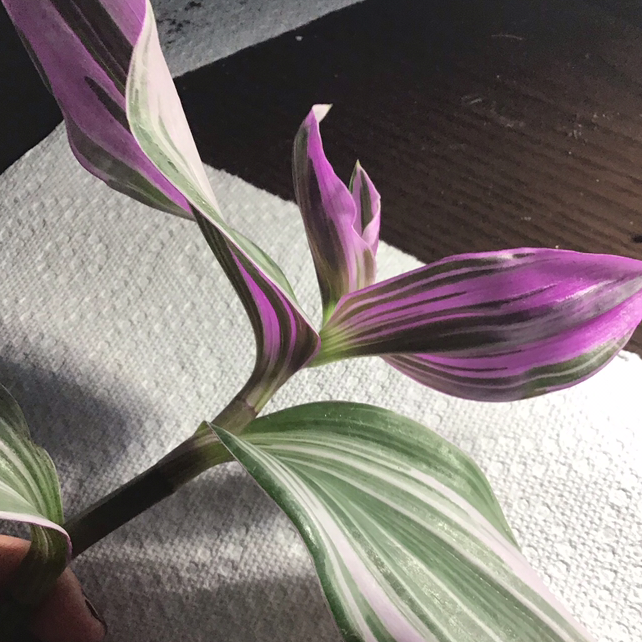 Purple Heart plant photo by Deirdre named Sir Plancelot on Greg, the plant care app.