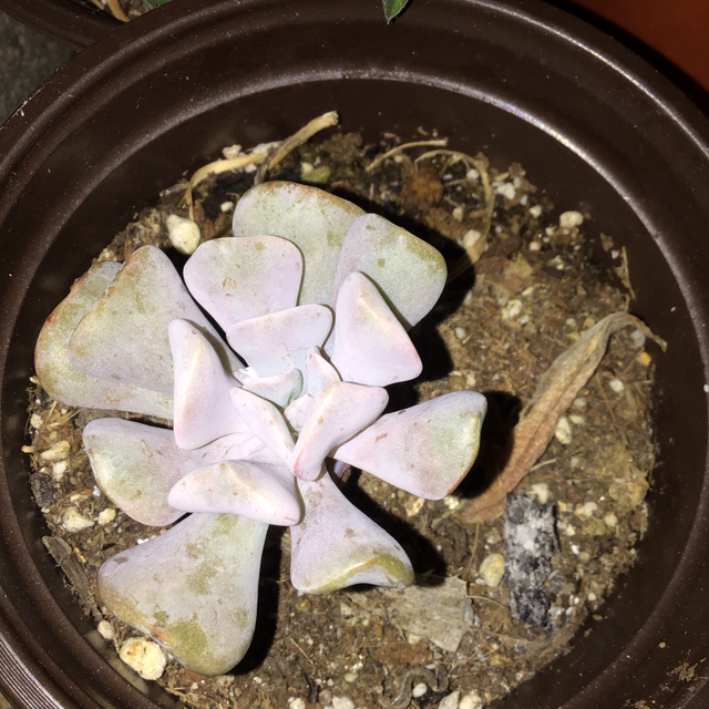 Echeveria Runyonii plant photo by Deirdre named Twisty the clown on Greg, the plant care app.