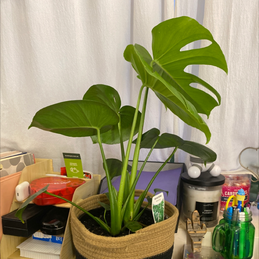 Monstera plant photo by @samanthawilliams named Ronaldo on Greg, the plant care app.