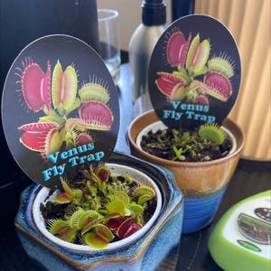 Venus Fly Trap plant photo by @samanthawilliams named Chomper on Greg, the plant care app.