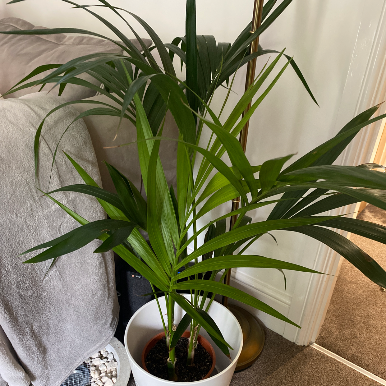 Photo of the plant species Cat Palm by @belwrightt named CAT PALM on Greg, the plant care app