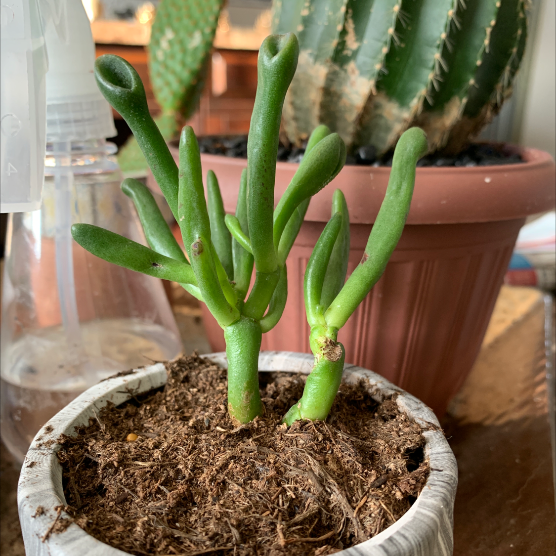 Pencil Cactus plant in a pot with visible soil, healthy green stems, and another plant in the background.
