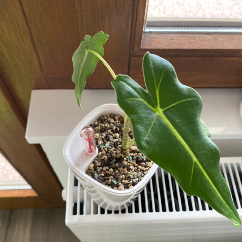Alocasia 'Sarian' plant in a small pot on a windowsill with healthy green leaves.
