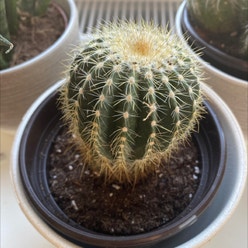 Balloon Cactus plant
