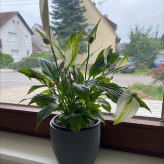 Peace Lily plant in Oedheim, Baden-Württemberg
