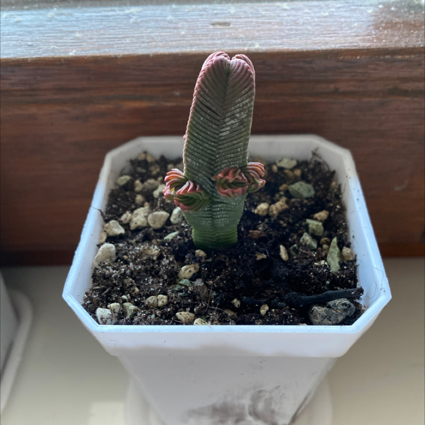Pagoda Mini Jade plant in a white pot with visible soil.