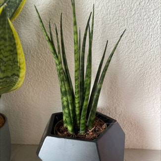 Cylindrical Snake Plant plant in Oedheim, Baden-Württemberg