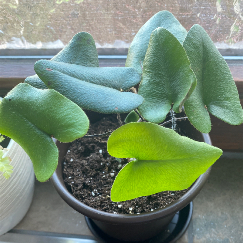 Heart Fern plant in a pot with mostly healthy green leaves, slight yellowing on one leaf.