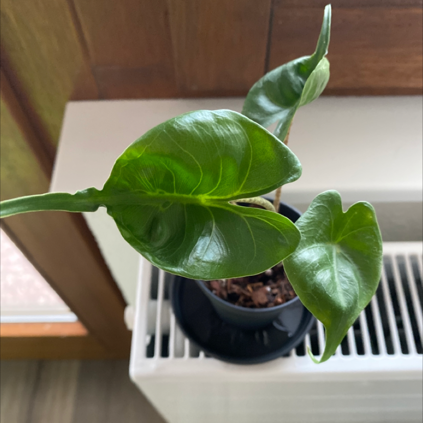Stingray Elephant Ear plant with three healthy leaves in a pot on a radiator cover.
