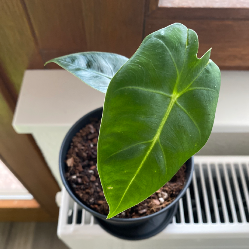 Green Velvet Alocasia plant in a pot with visible soil, healthy green leaves.