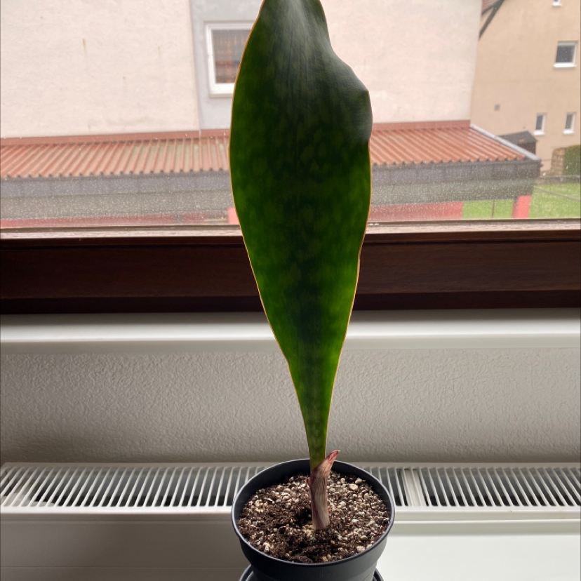 Whale Fin Snake Plant in a pot on a windowsill, healthy with visible soil.