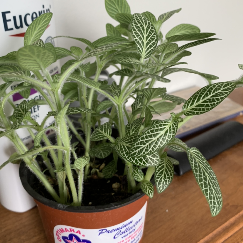 Nerve Plant plant photo by @callisto named Idris on Greg, the plant care app.