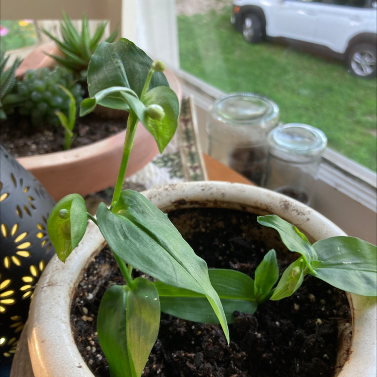 Potted Asiatic Dayflower plant indoors near a window with healthy green leaves.