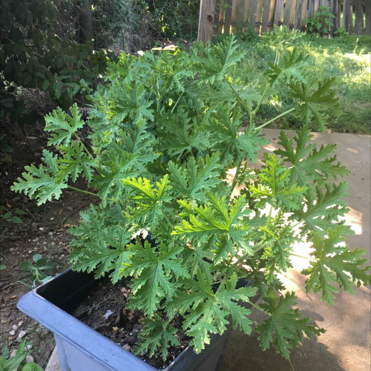 Photo of the plant species Hooded-Leaf Pelargonium by @lemon.larvae named Shtink on Greg, the plant care app