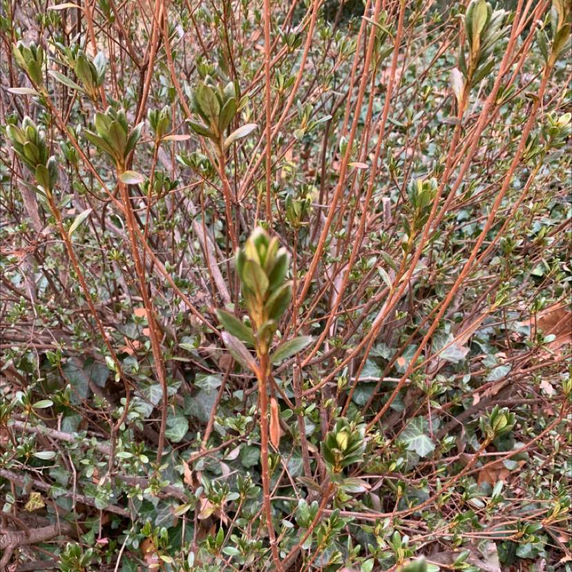 Photo of the plant species Shrubby Globularia by Elise named Your plant on Greg, the plant care app