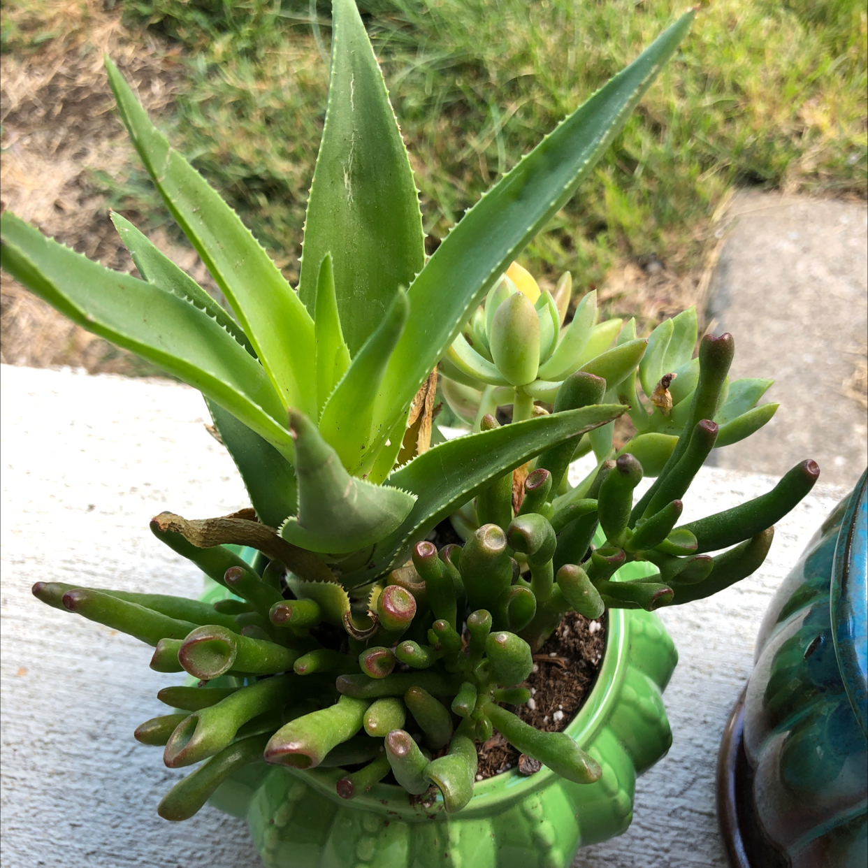 Photo of the plant species Climbing Aloe by @kristenanna named Phineas on Greg, the plant care app
