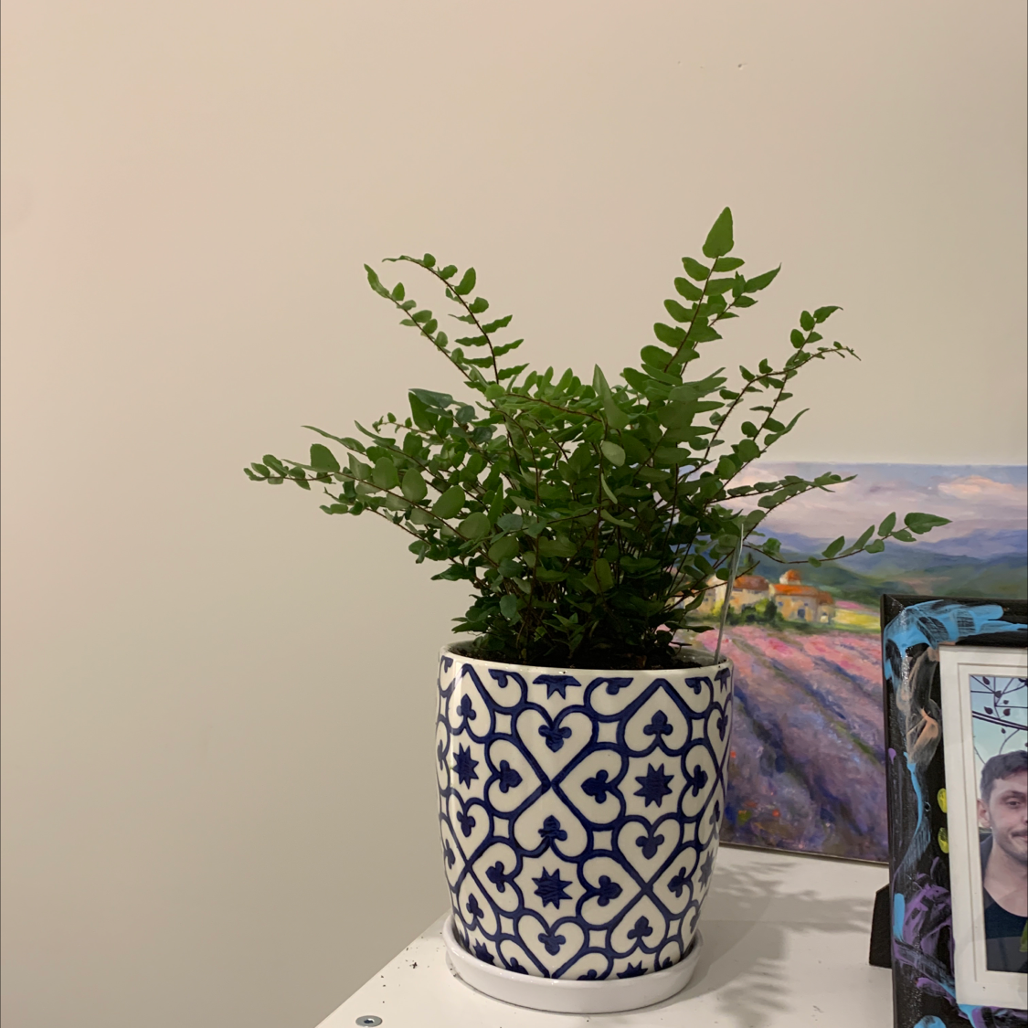 Photo of the plant species Sickle Fern by Rebecca named Florence on Greg, the plant care app