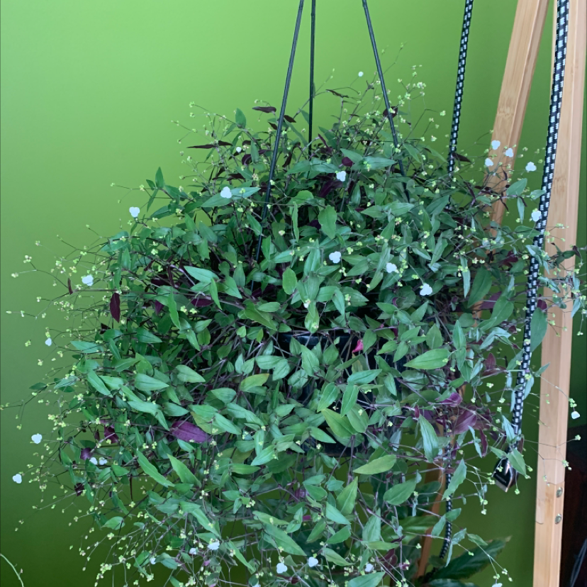 Hanging basket with a healthy Tahitian Bridal Veil plant, small white flowers visible.