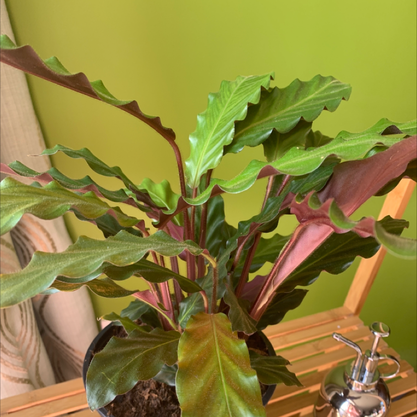 Photo of the plant species Furry Feather Calathea by @Juki13 named Figyonce on Greg, the plant care app