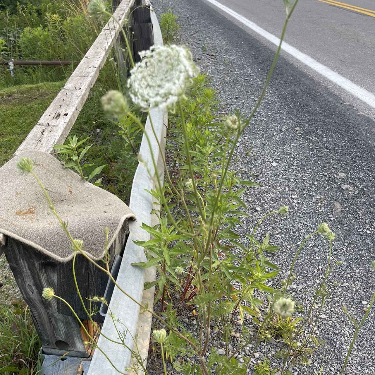 Wild Carrot plant growing by the roadside with some flowers visible.