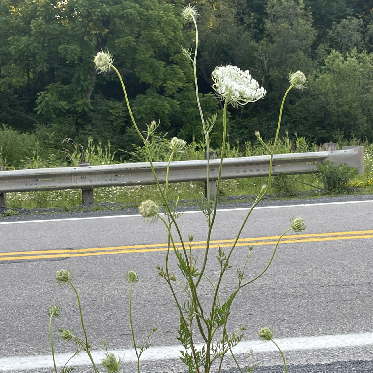 Wild Carrot plant flowering by the roadside with white blooms.
