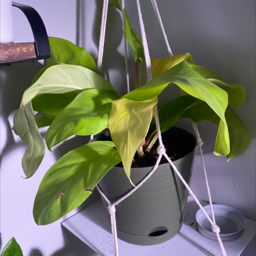 Philodendron Lemon Lime plant in a hanging pot with some yellowing leaves.