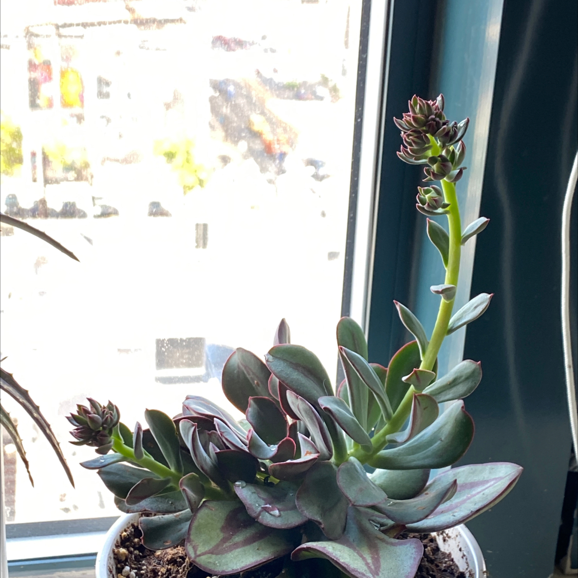 Painted Echeveria plant near a window, flowering with multiple stalks.