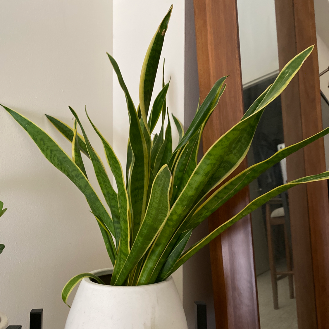 Sansevieria 'Lauren' plant in a white pot with vibrant green leaves and yellow edges.