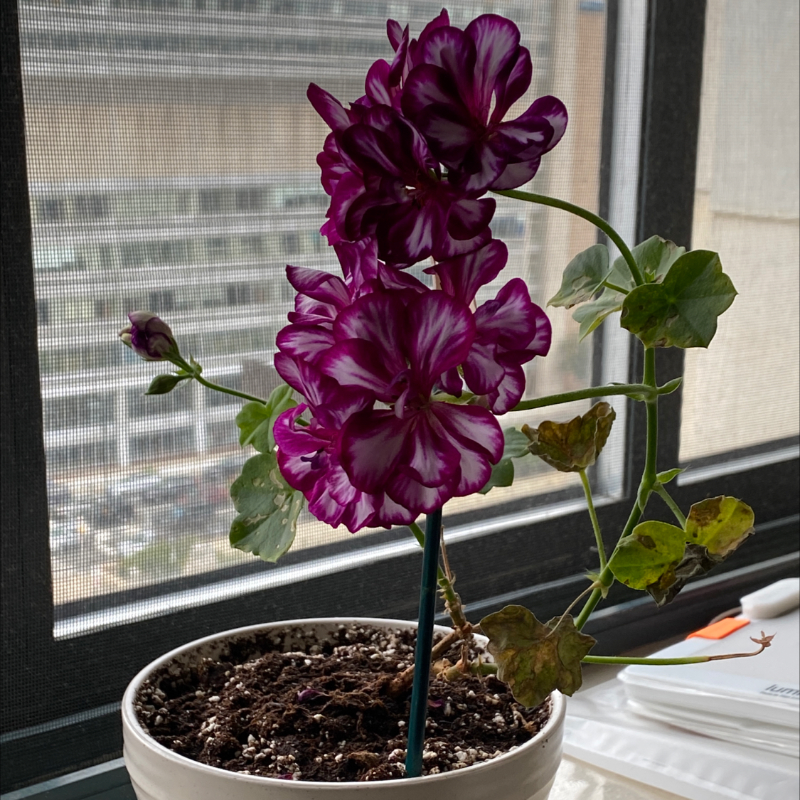 Potted Ivy Geranium with purple and white flowers, some leaves showing browning and yellowing.