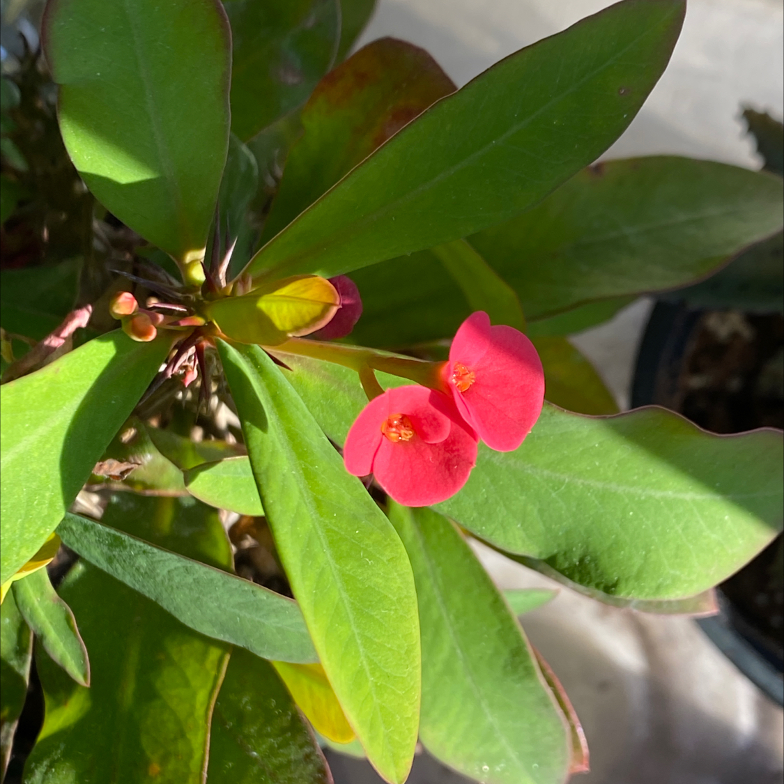 Healthy Crown of Thorns plant with lush green foliage and vibrant pink blooms, no signs of disease or stress.