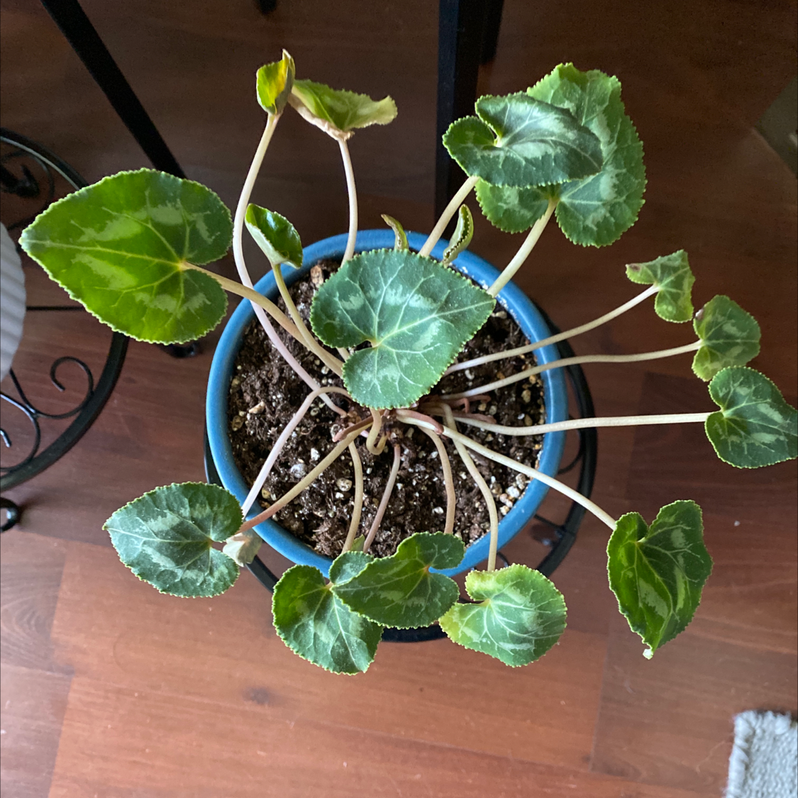 Healthy Persian Cyclamen plant with vibrant green and white marbled leaves in a blue plastic pot, well-framed and in focus.