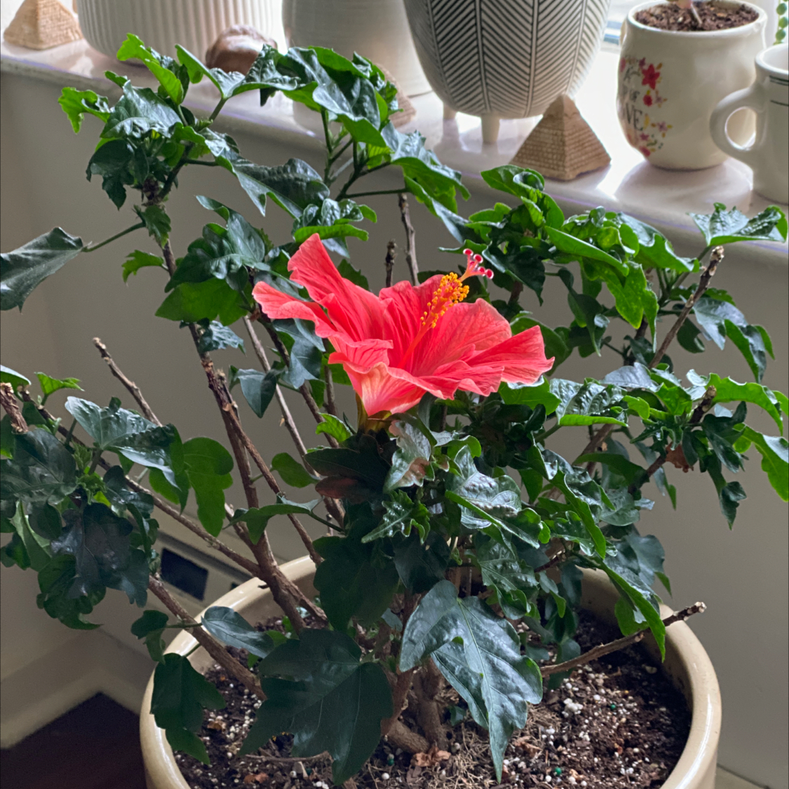 Photo of the plant species Hibiscus Tree by @dipaan named Hibiscus on Greg, the plant care app