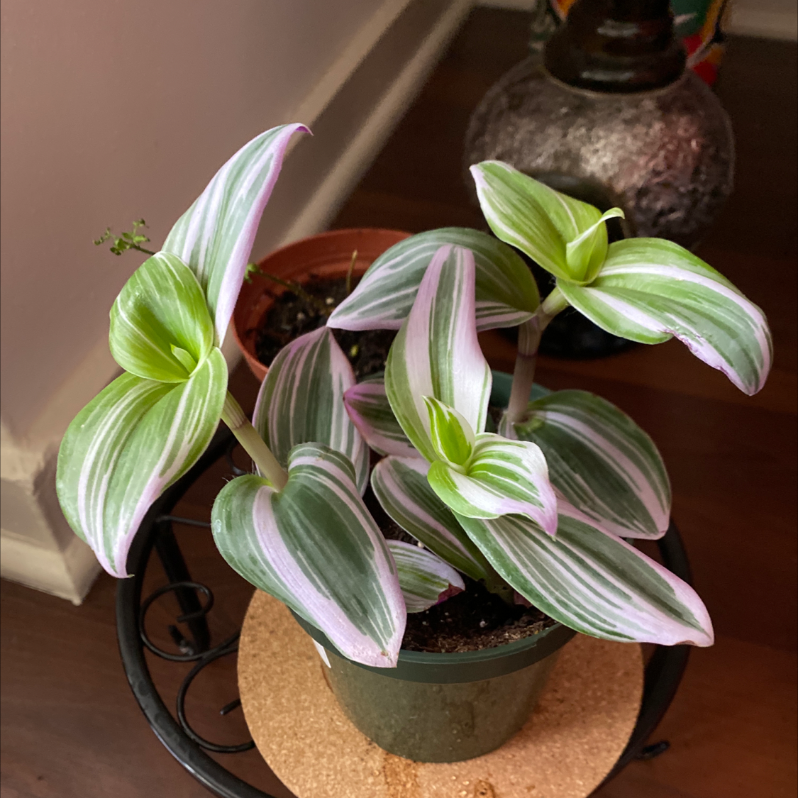 Tradescantia Nanouk plant with vibrant green, pink, and white variegated leaves in a small pot.