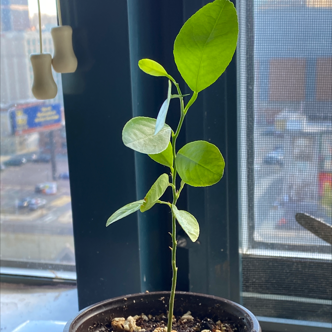 Indoor potted Meyer lemon tree sapling with lush green leaves but some yellowing, growing in soil near a window.
