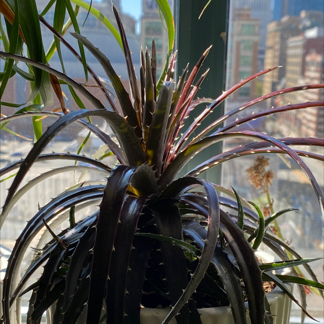 Photo of the plant species Grape Jelly Dyckia by @dipaan named Grape Jelly on Greg, the plant care app