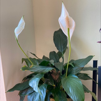 Peace Lily plant in Philadelphia, Pennsylvania