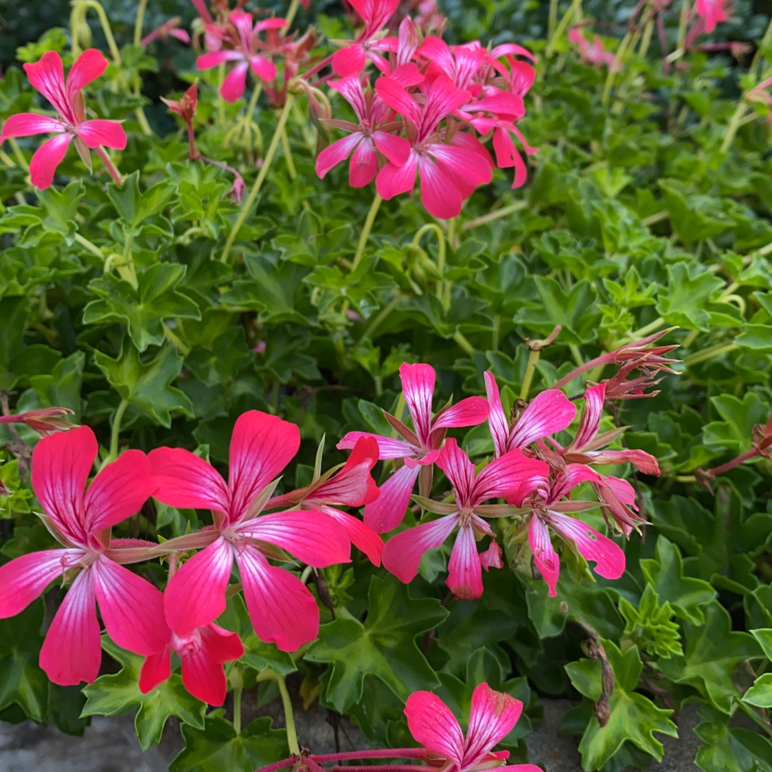 Vibrant Ivy Geranium with bright pink flowers and healthy green foliage.
