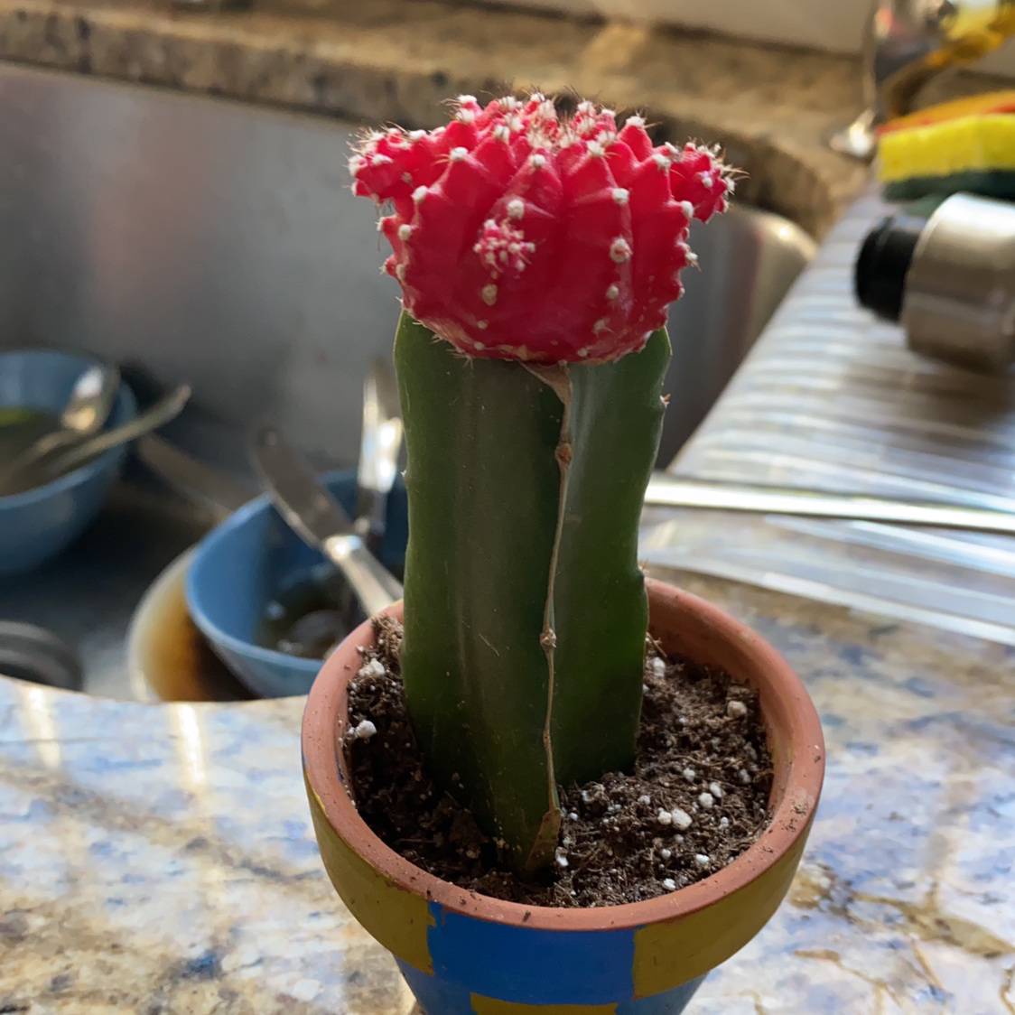 Moon Cactus plant photo by Eliza named Your plant on Greg, the plant care app.