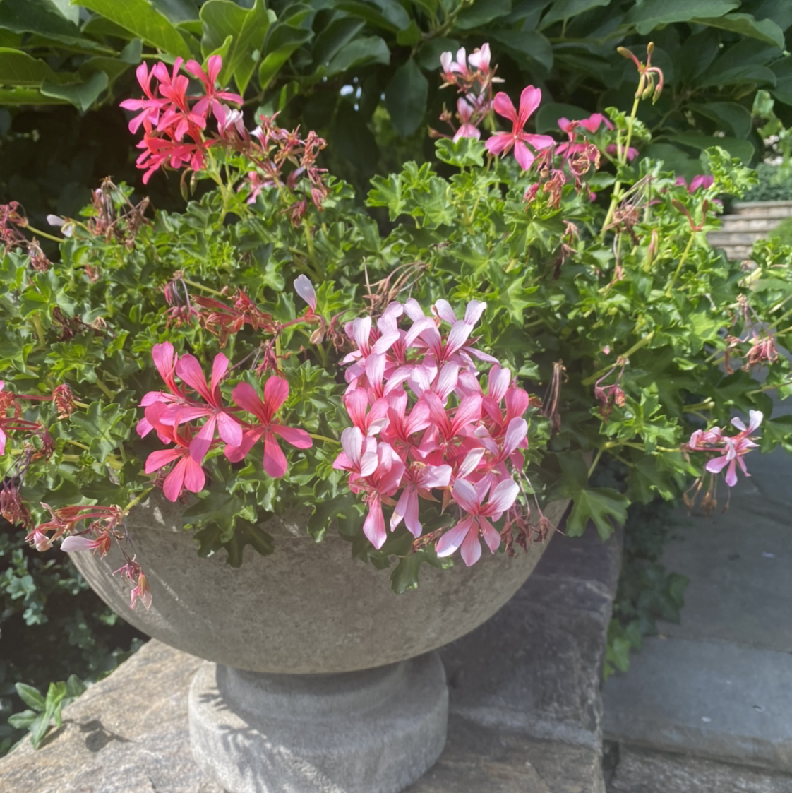 Potted Ivy Geranium with pink flowers in bloom and some wilting.