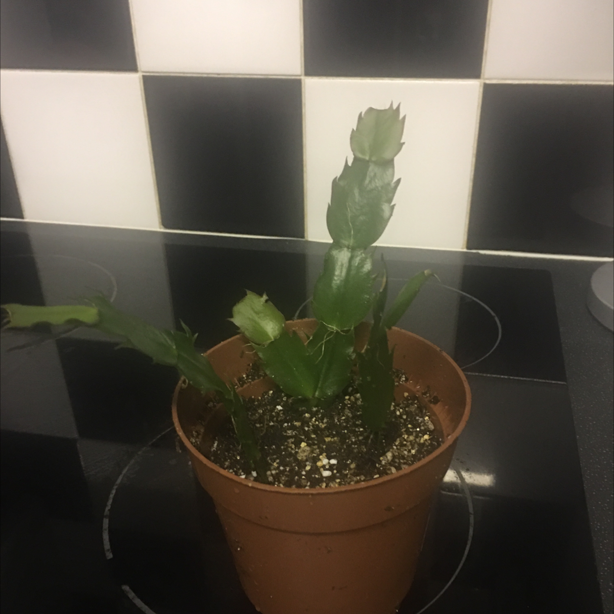 False Christmas Cactus plant photo by @StaceAkin named Marilyn on Greg, the plant care app.
