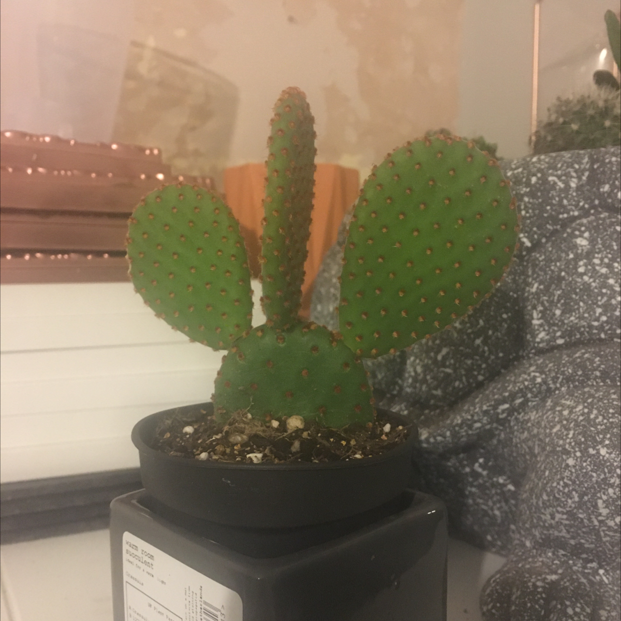 Bunny Ears Cactus plant photo by @StaceAkin named Bun on Greg, the plant care app.