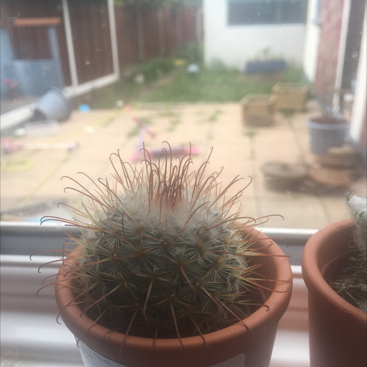 Potted Common Fishhook Cactus on a windowsill with a blurred background.